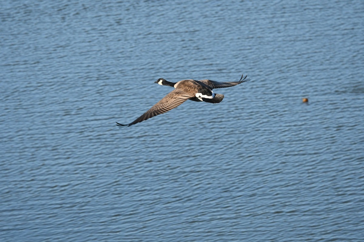 Canada Goose - ML644782768