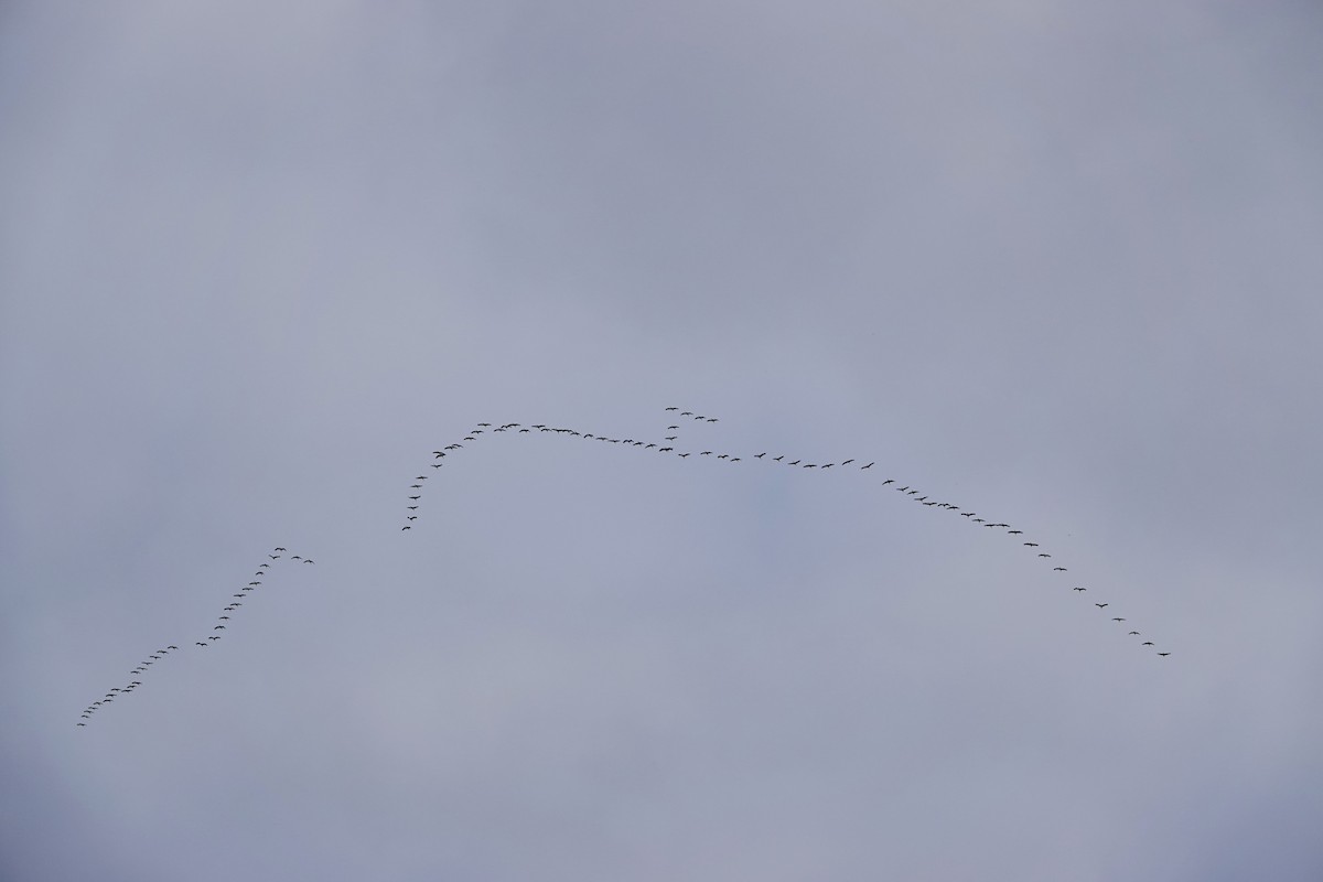 Common Crane - ML644782769