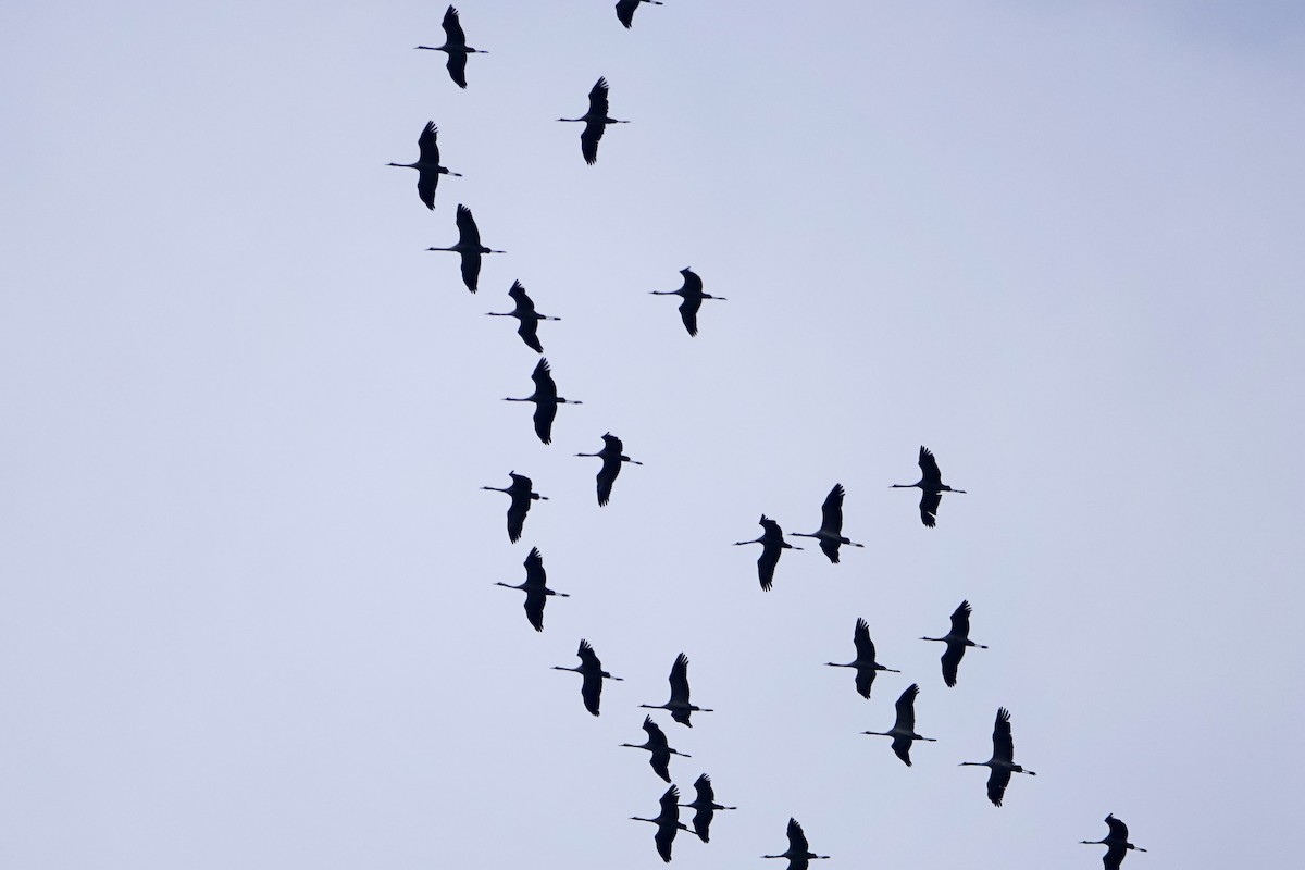 Common Crane - ML644782770