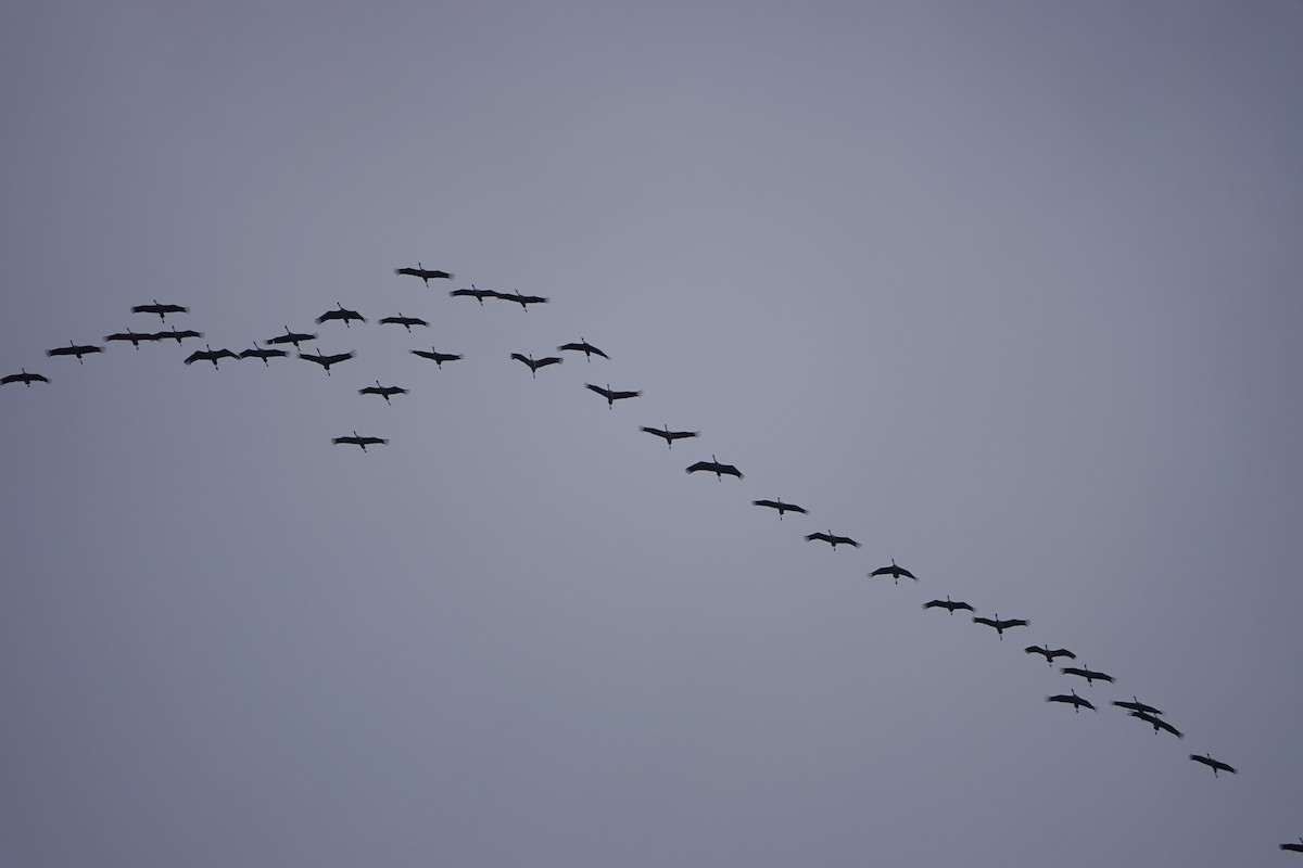 Common Crane - ML644782771