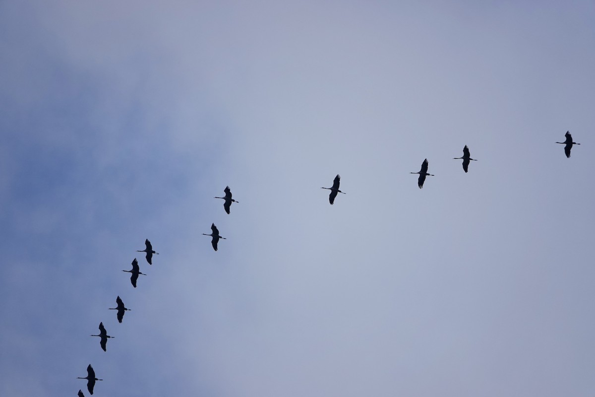 Common Crane - ML644782772