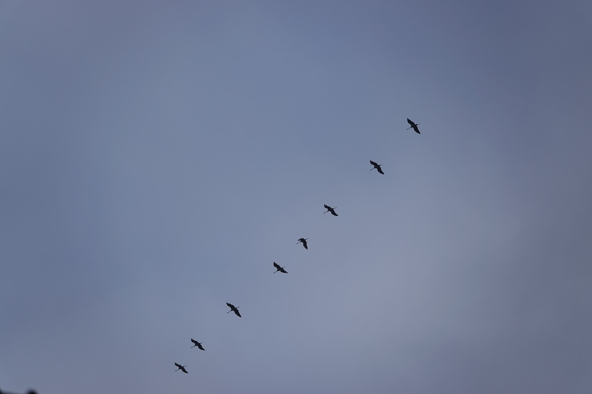 Common Crane - ML644782773