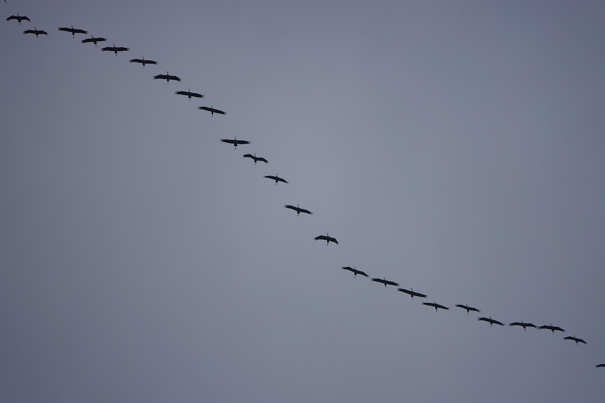 Common Crane - ML644782774