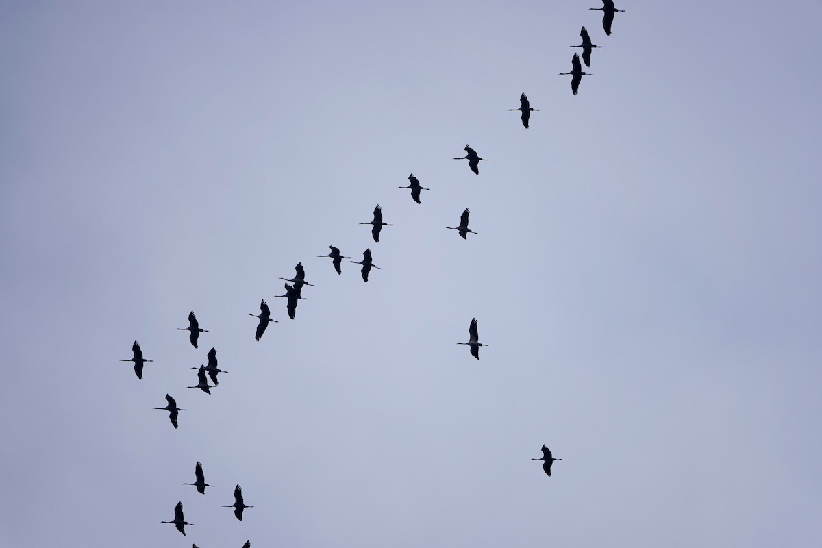 Common Crane - ML644782775