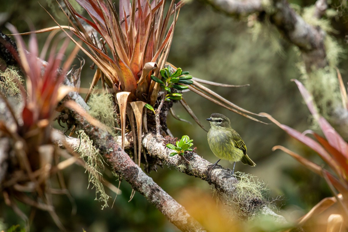 Spectacled Tyrannulet - ML644782776