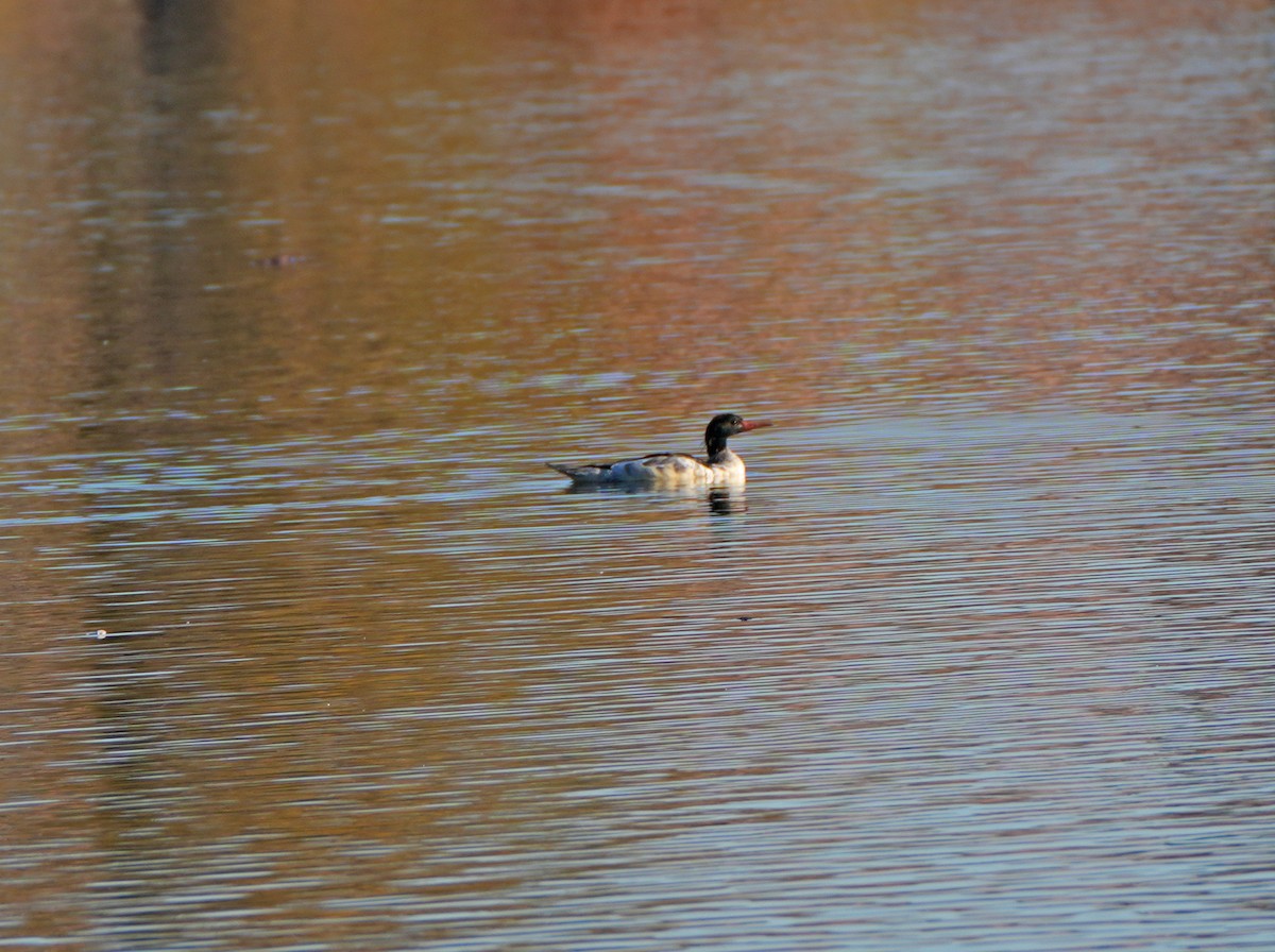Common Merganser - ML644782778
