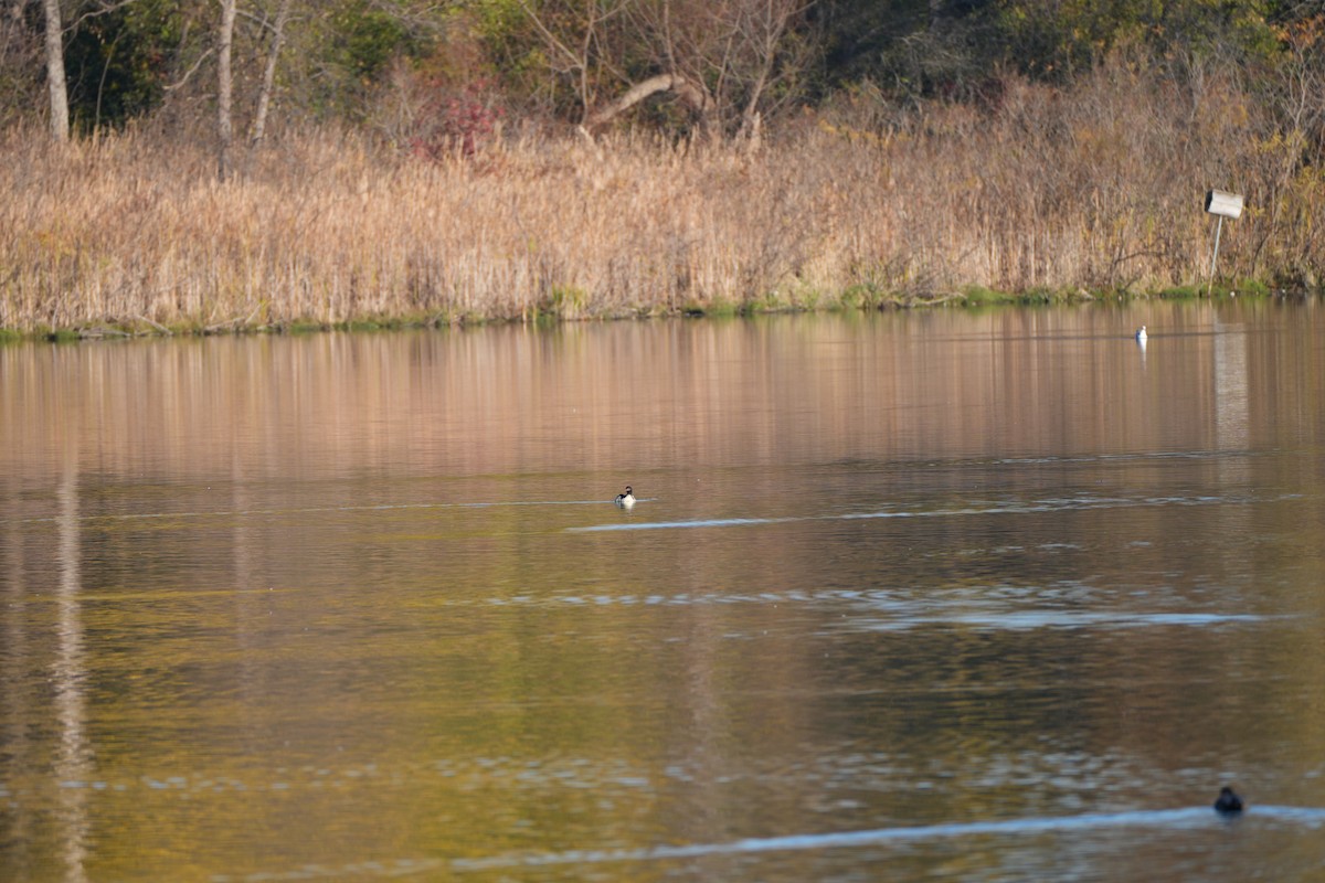 Common Merganser - ML644782779