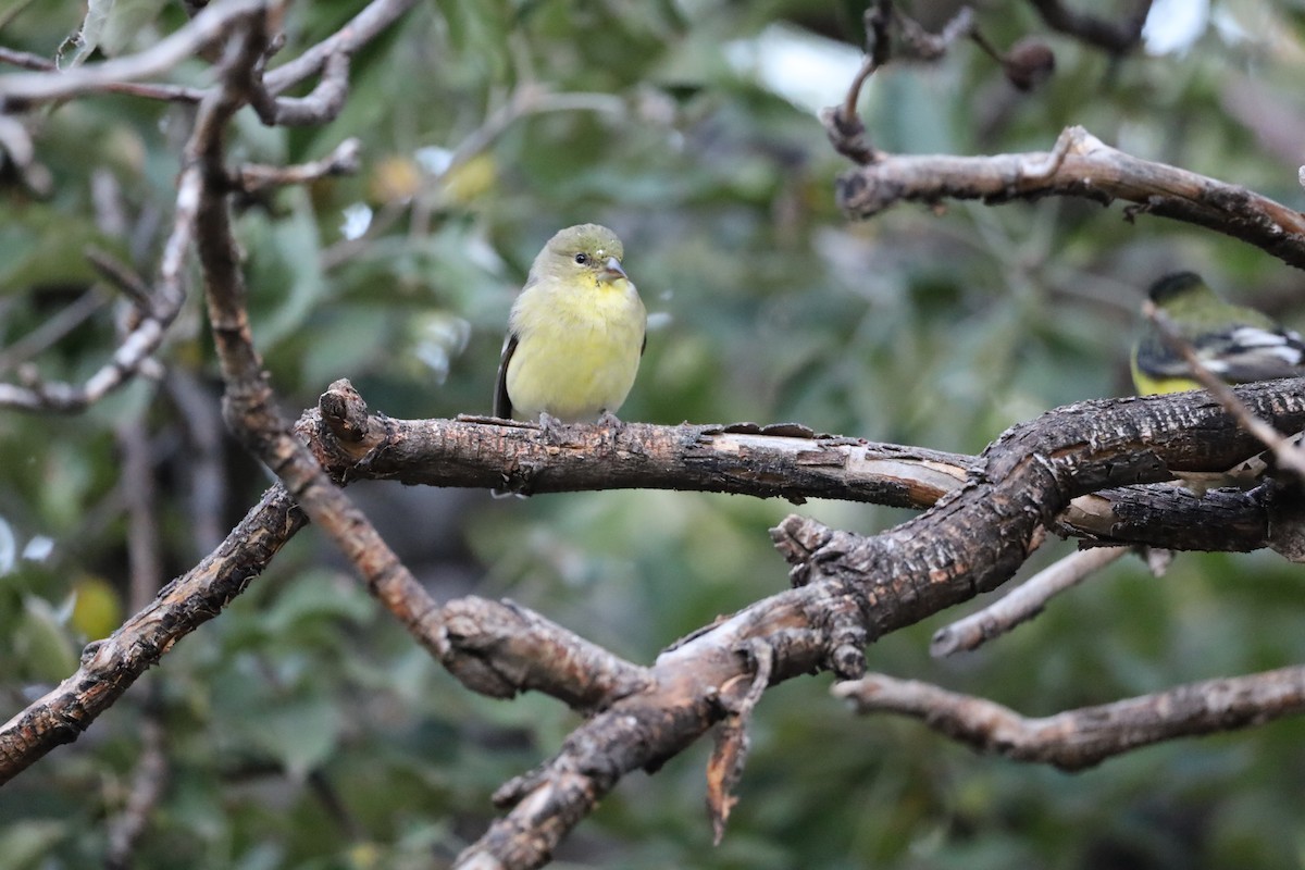Lesser Goldfinch - ML644782781