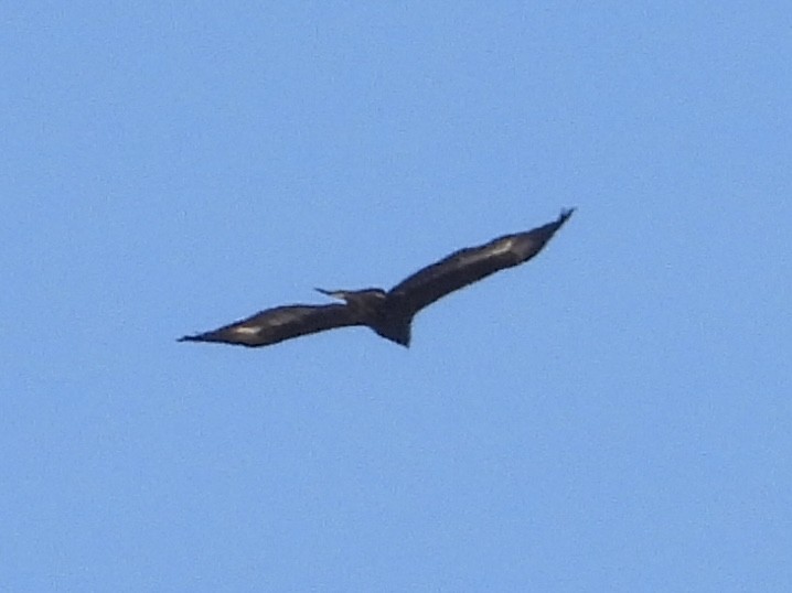 Golden Eagle - ML644782782