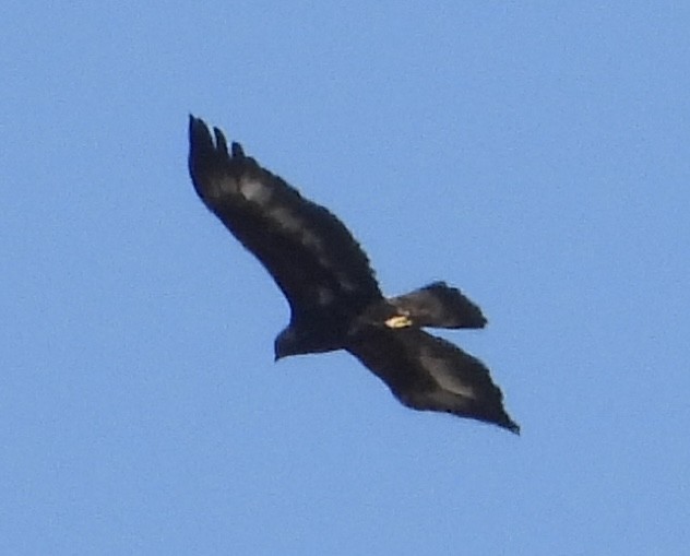 Golden Eagle - ML644782783