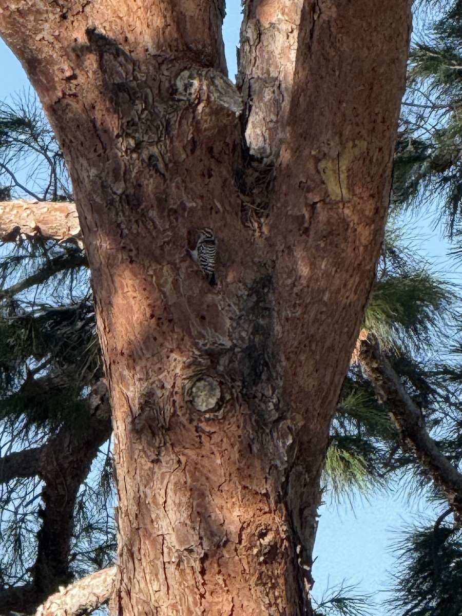 Ladder-backed Woodpecker - ML644782784