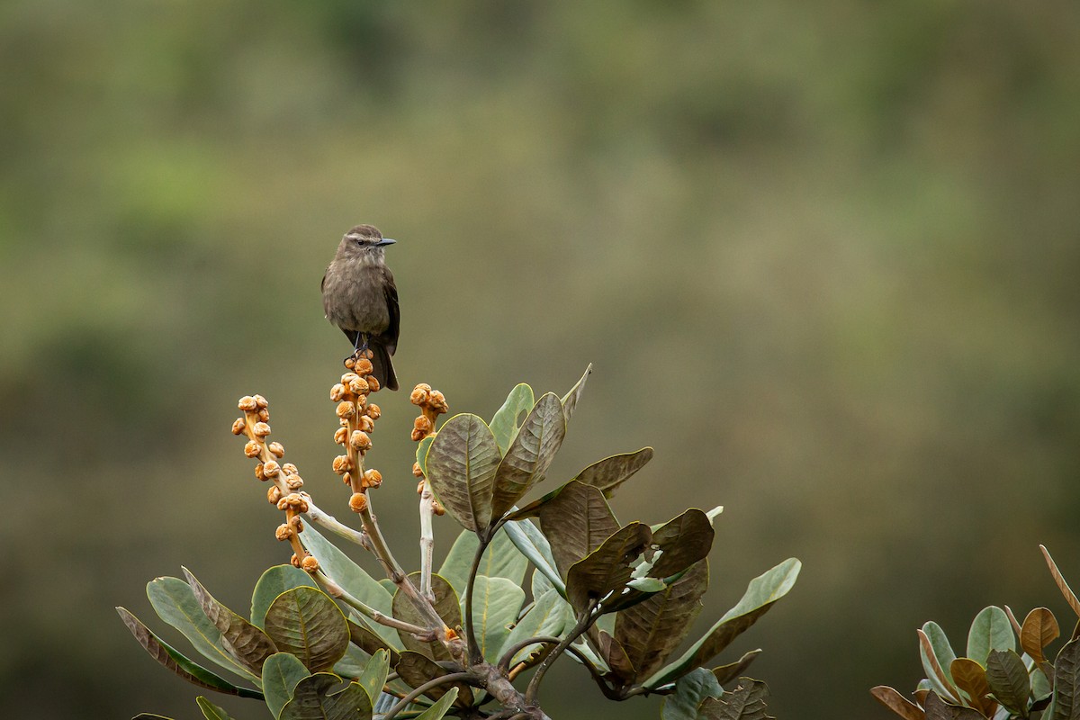 Smoky Bush-Tyrant - ML644782785