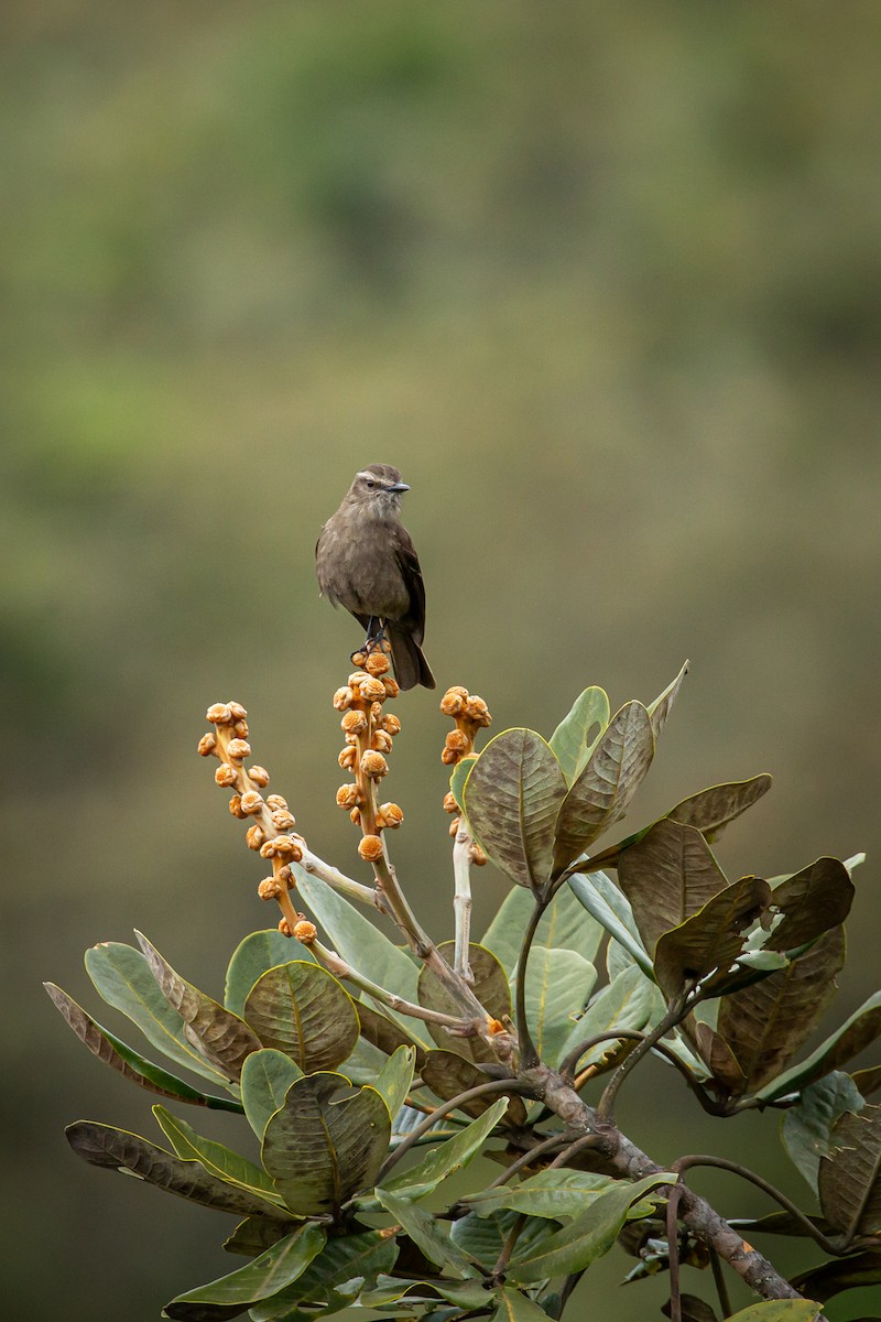 Smoky Bush-Tyrant - ML644782786