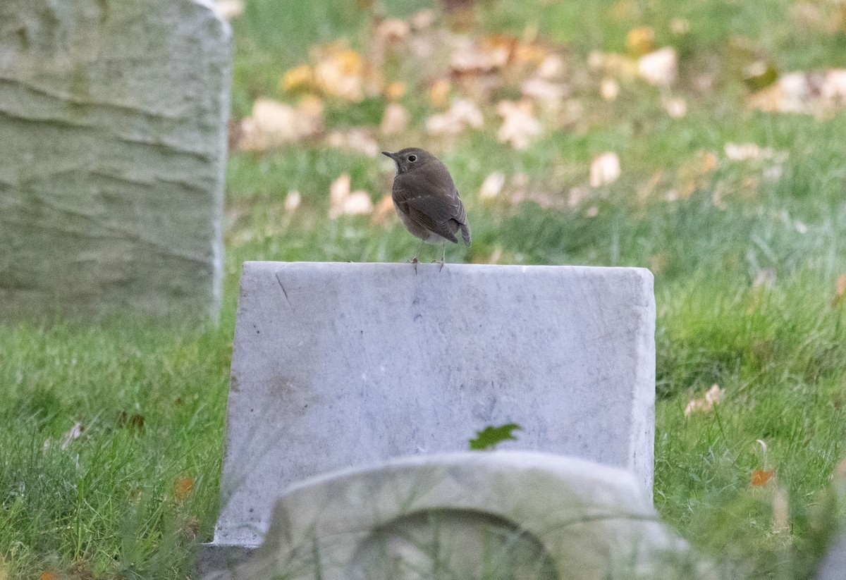 Hermit Thrush - ML644782787