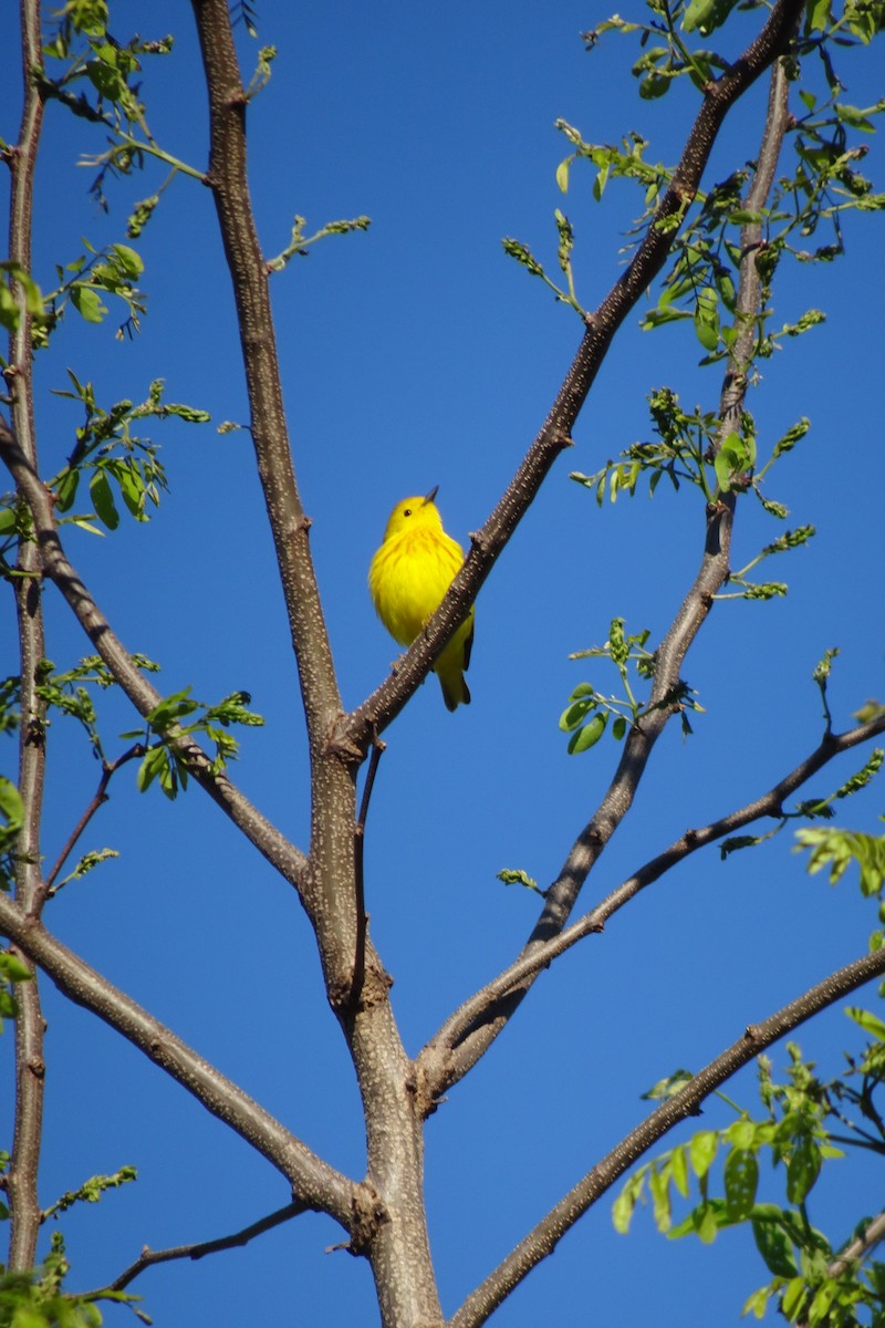Northern Yellow Warbler - ML644782789