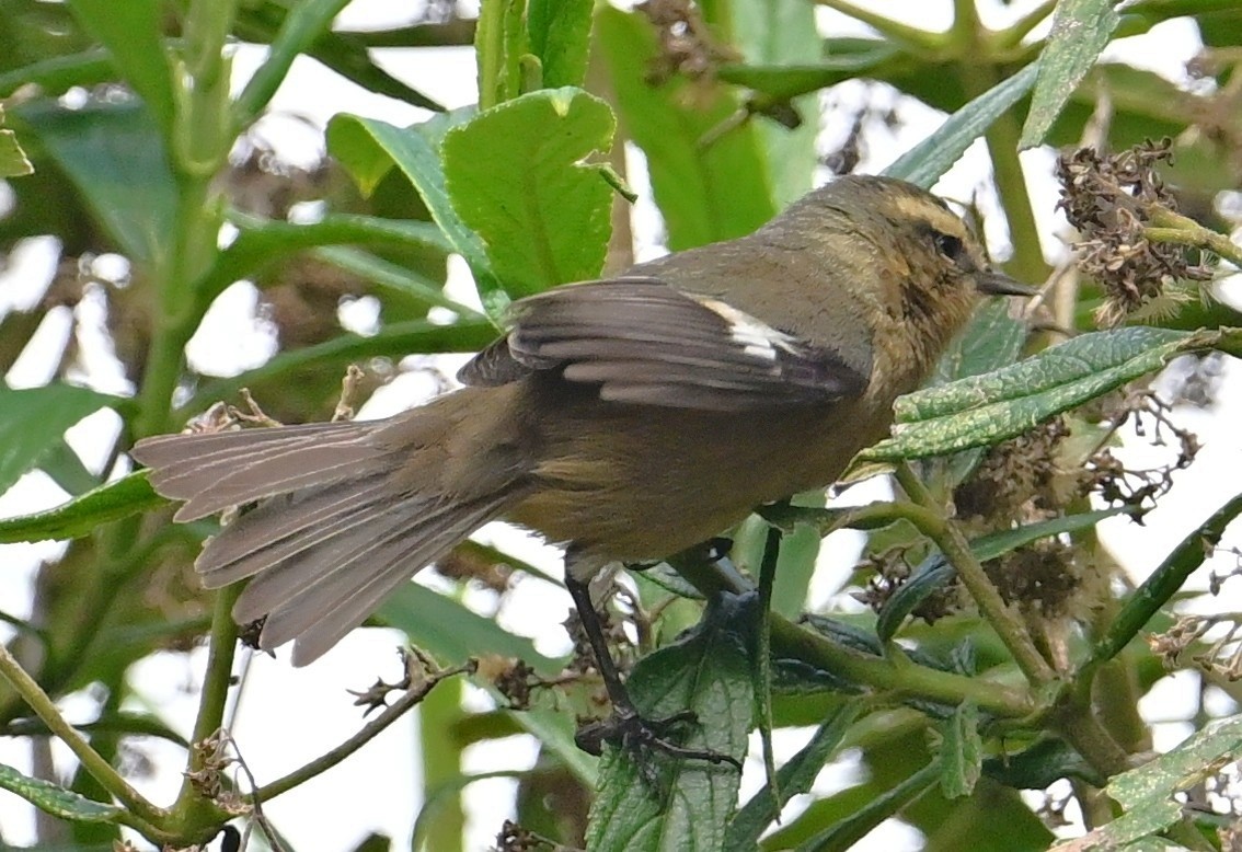 Cinereous Conebill - ML644782790