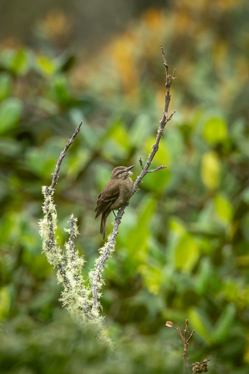 Smoky Bush-Tyrant - ML644782791