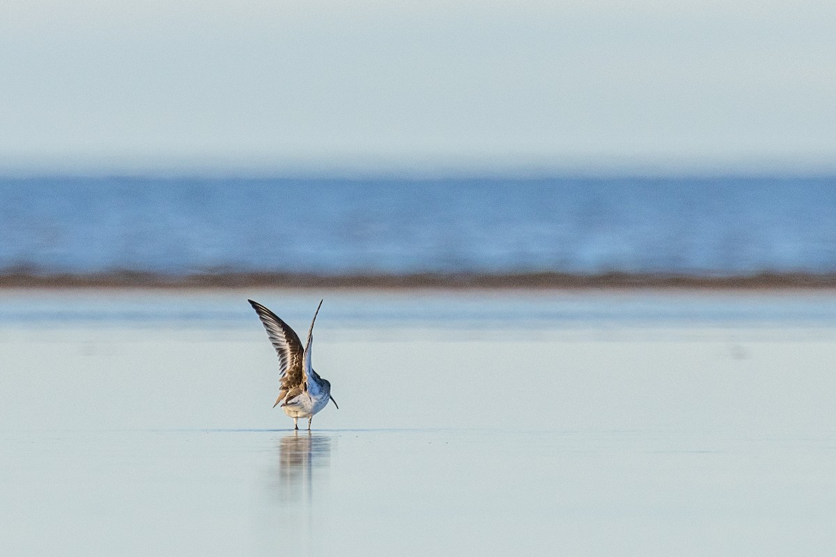 Dunlin - ML644782792