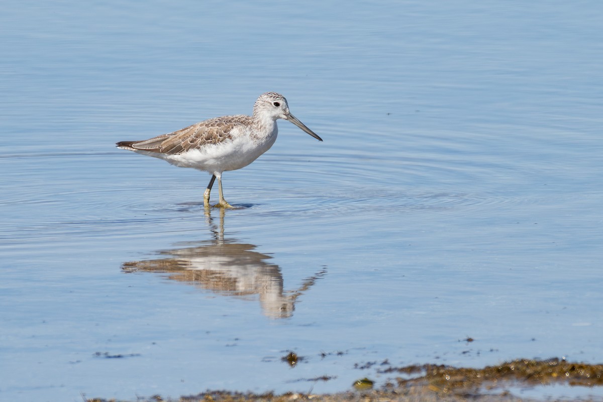 Common Greenshank - ML644782793