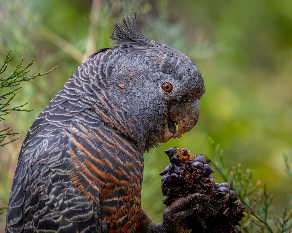 Gang-gang Cockatoo - ML644782795