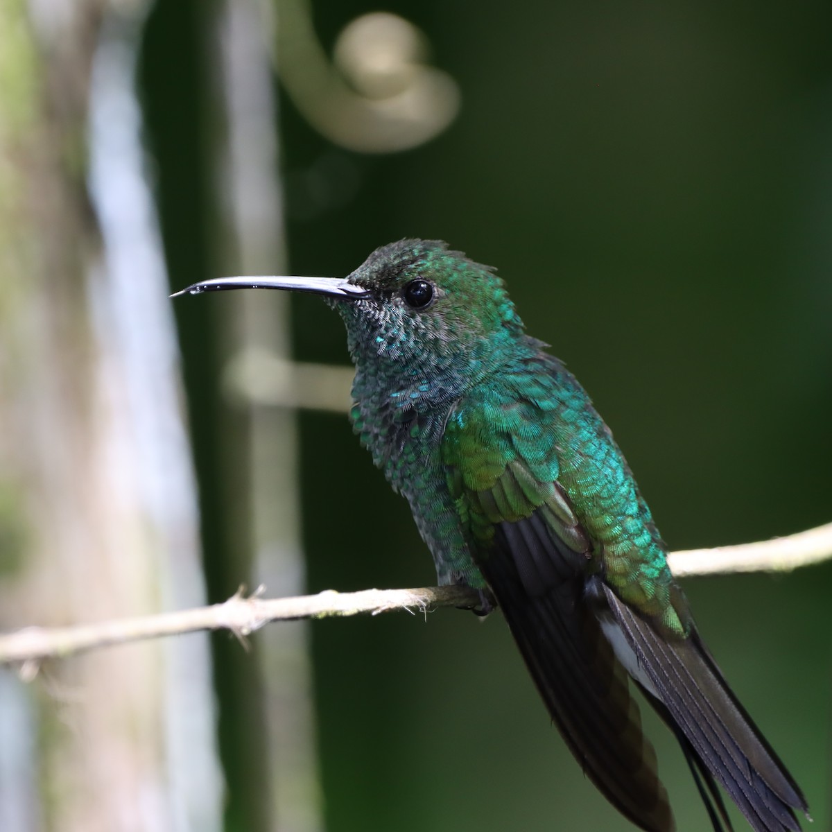 White-vented Plumeleteer (White-vented) - ML644782796