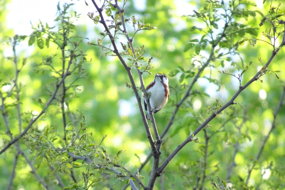 Chestnut-sided Warbler - ML644782797