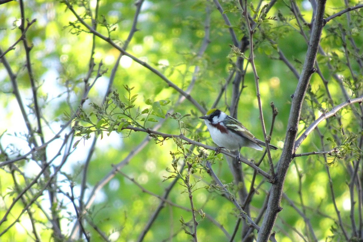 Chestnut-sided Warbler - ML644782798