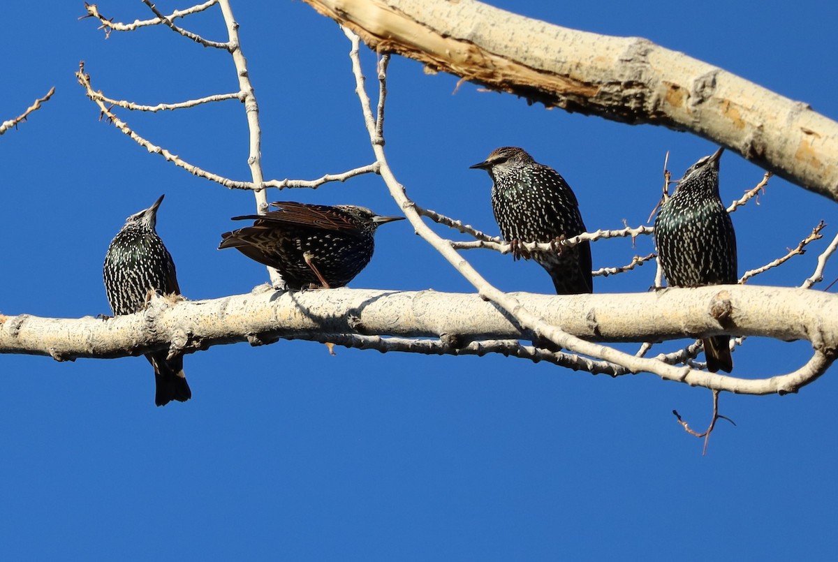 European Starling - ML644782800