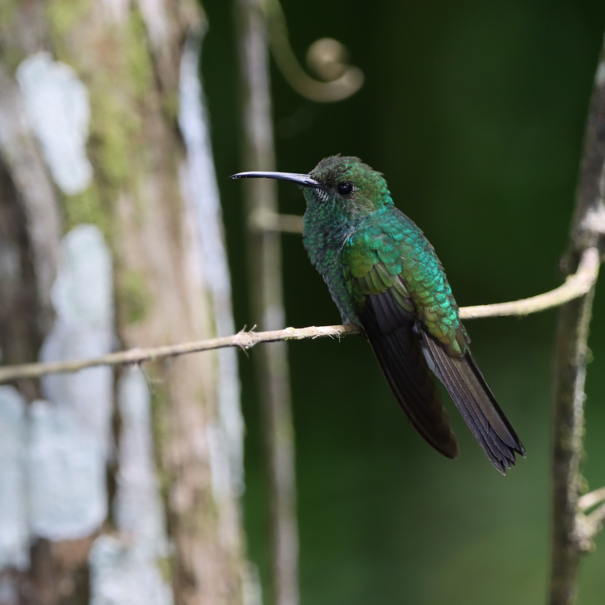 White-vented Plumeleteer (White-vented) - ML644782803