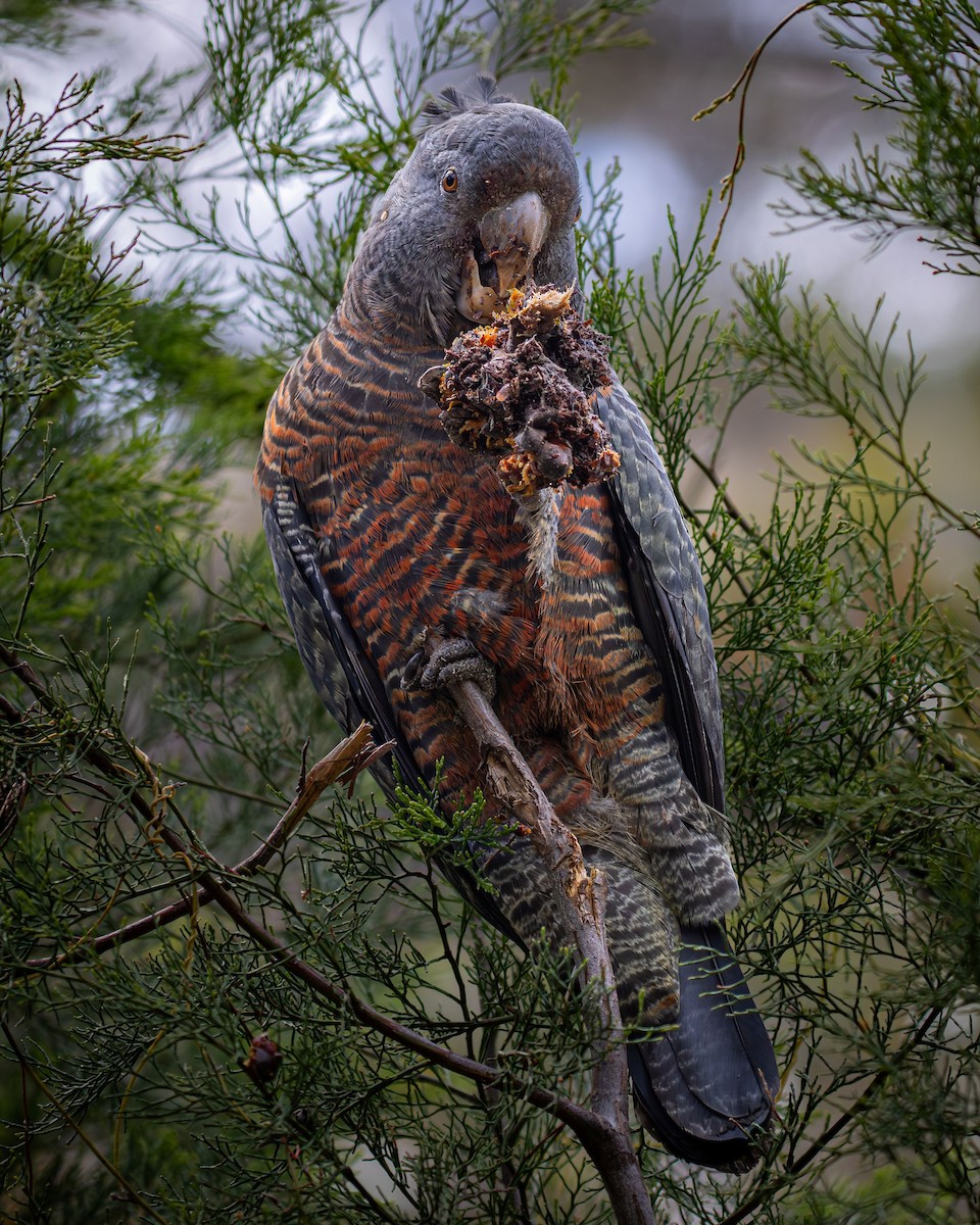 Gang-gang Cockatoo - ML644782804