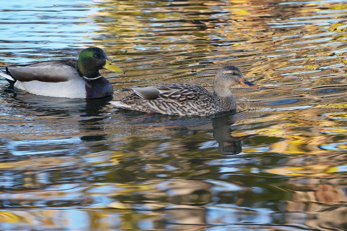 Mallard - ML644782805