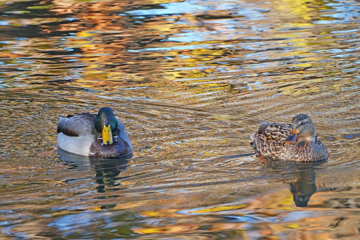 Mallard - ML644782806