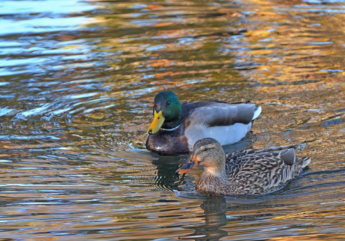 Mallard - ML644782807