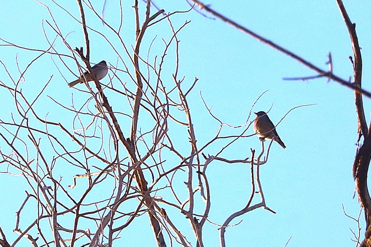 Eastern Bluebird - ML644782808