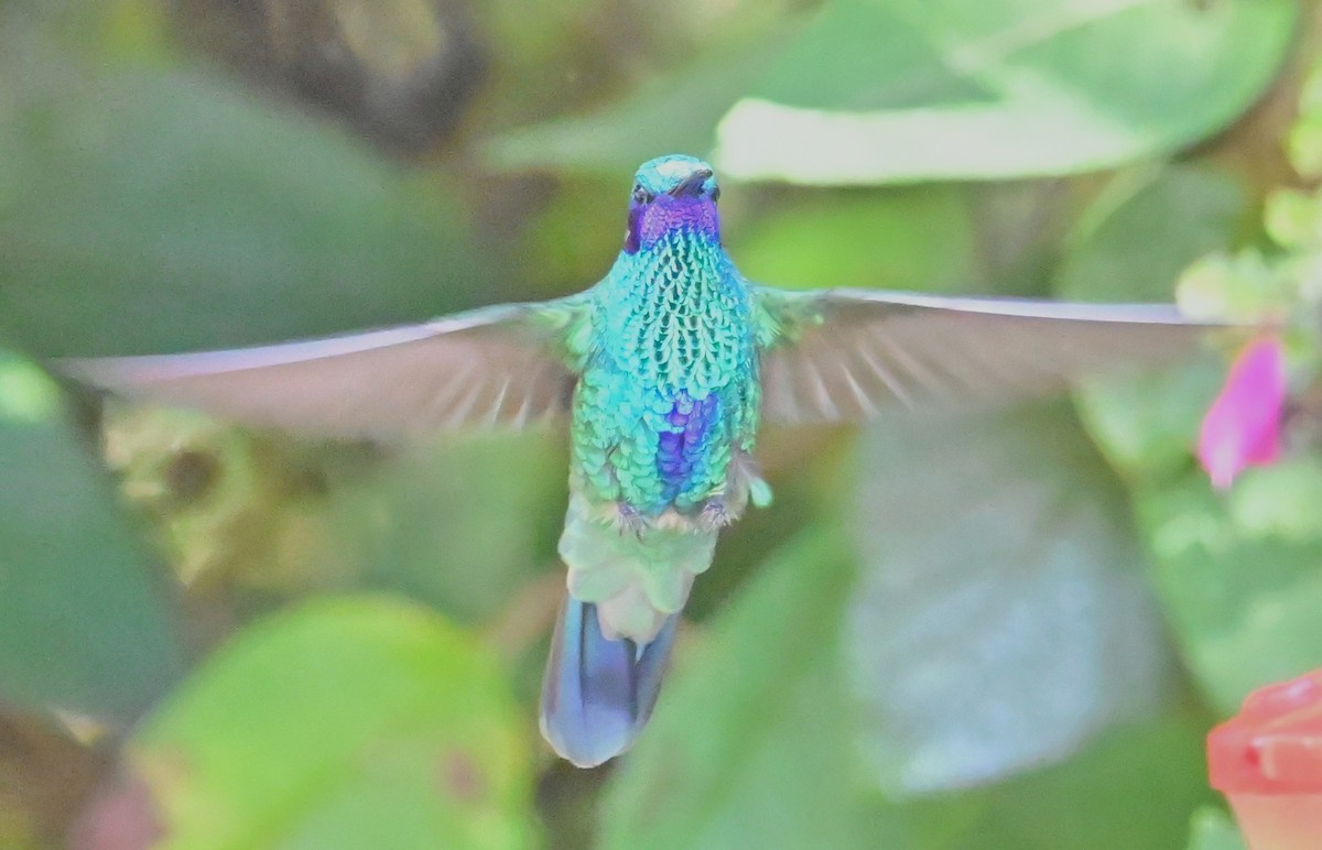 Sparkling Violetear - ML644782809