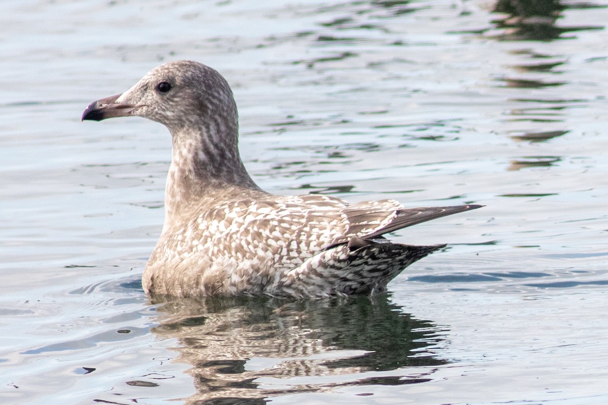 American Herring x Glaucous-winged Gull (hybrid) - ML644782811