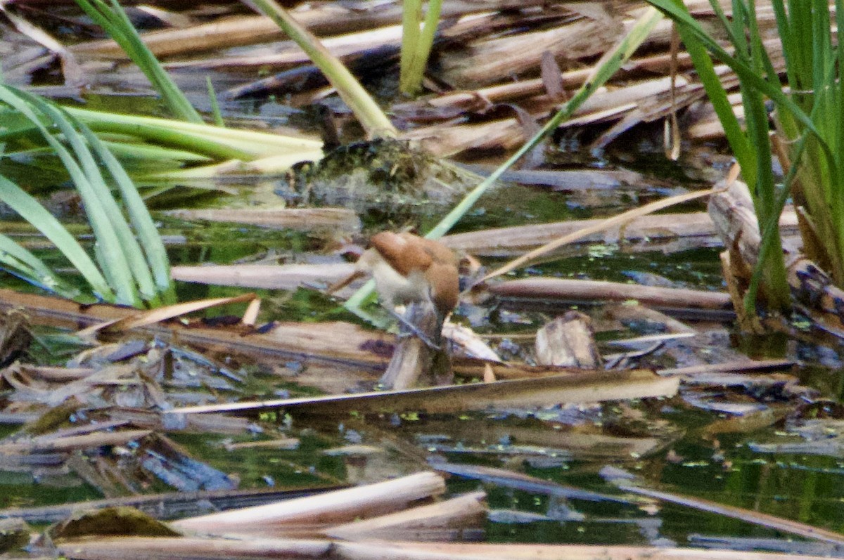Yellow-chinned Spinetail - ML644782812