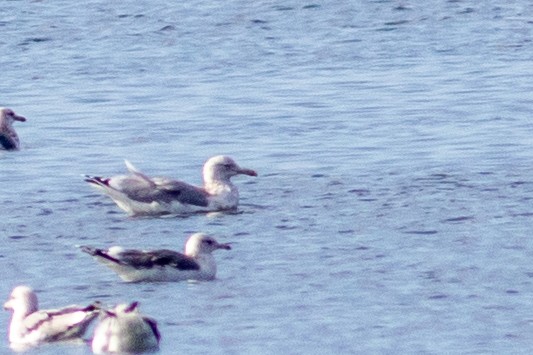 American Herring Gull - ML644782815
