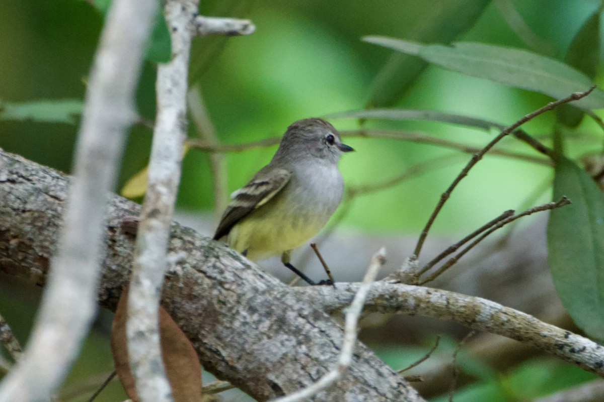 Northern Scrub-Flycatcher - ML644782819