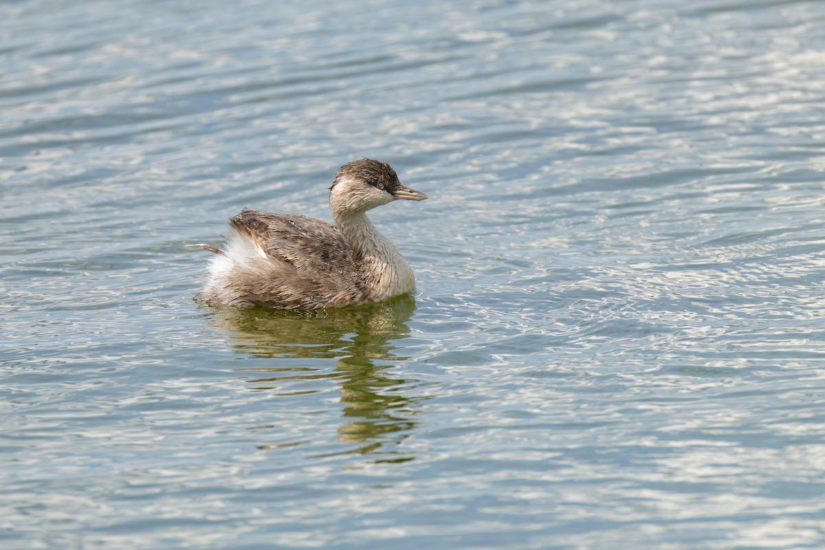 Grèbe argenté - ML644782820