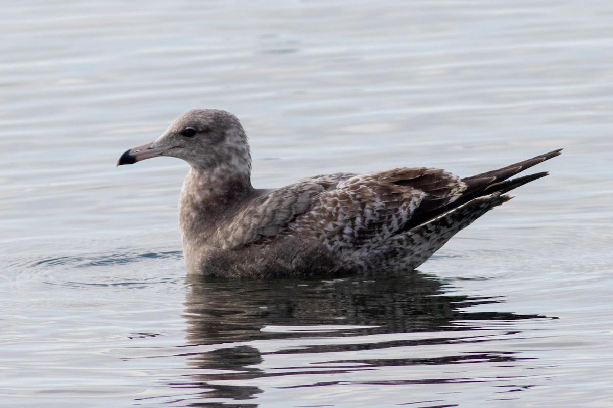 California Gull - ML644782822