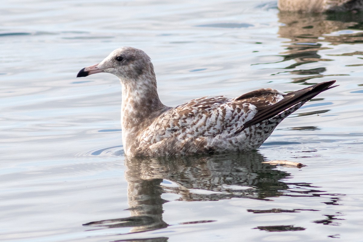 California Gull - ML644782823
