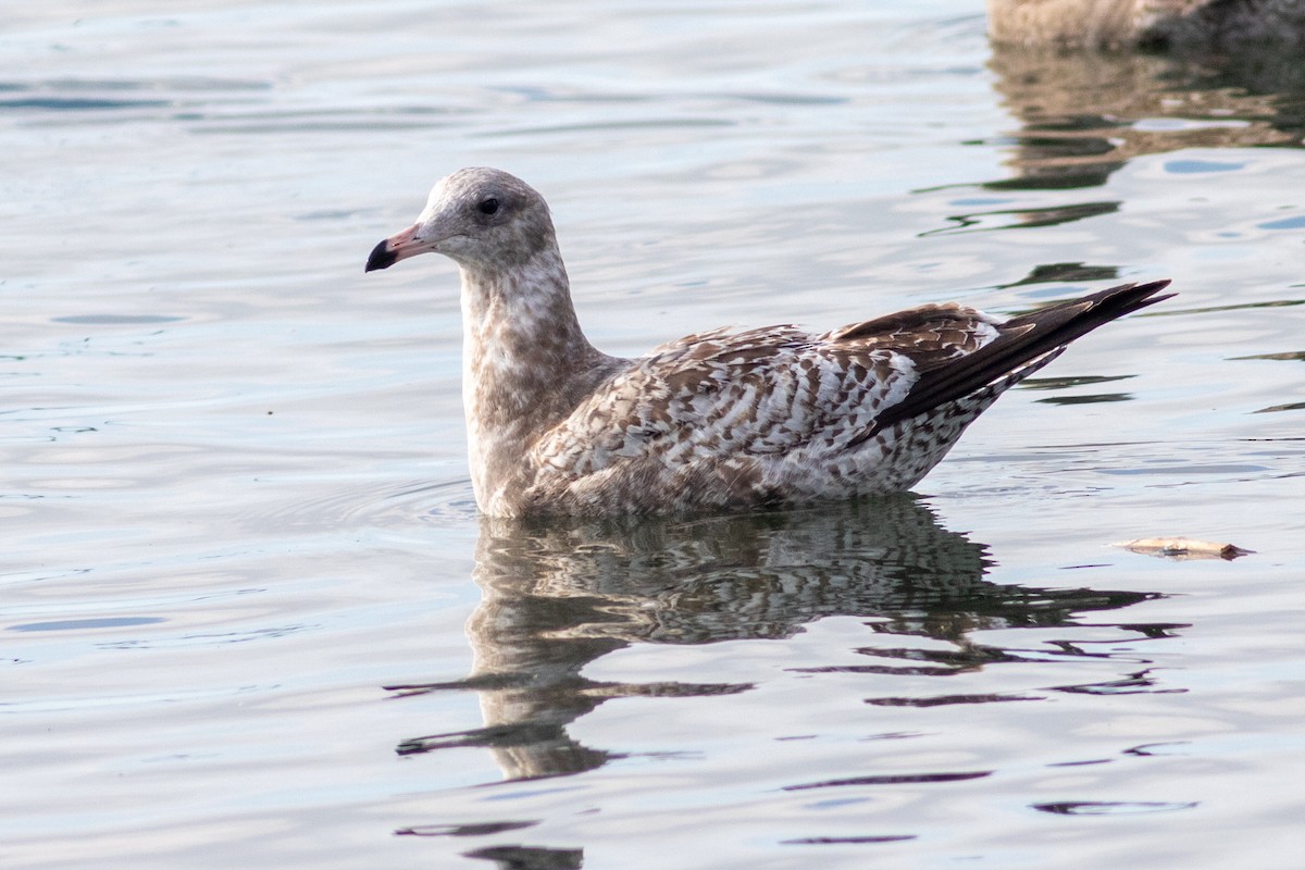 California Gull - ML644782824