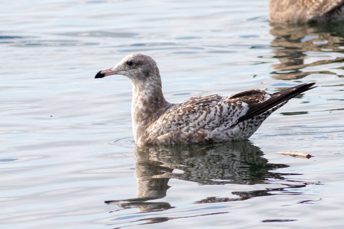 California Gull - ML644782825