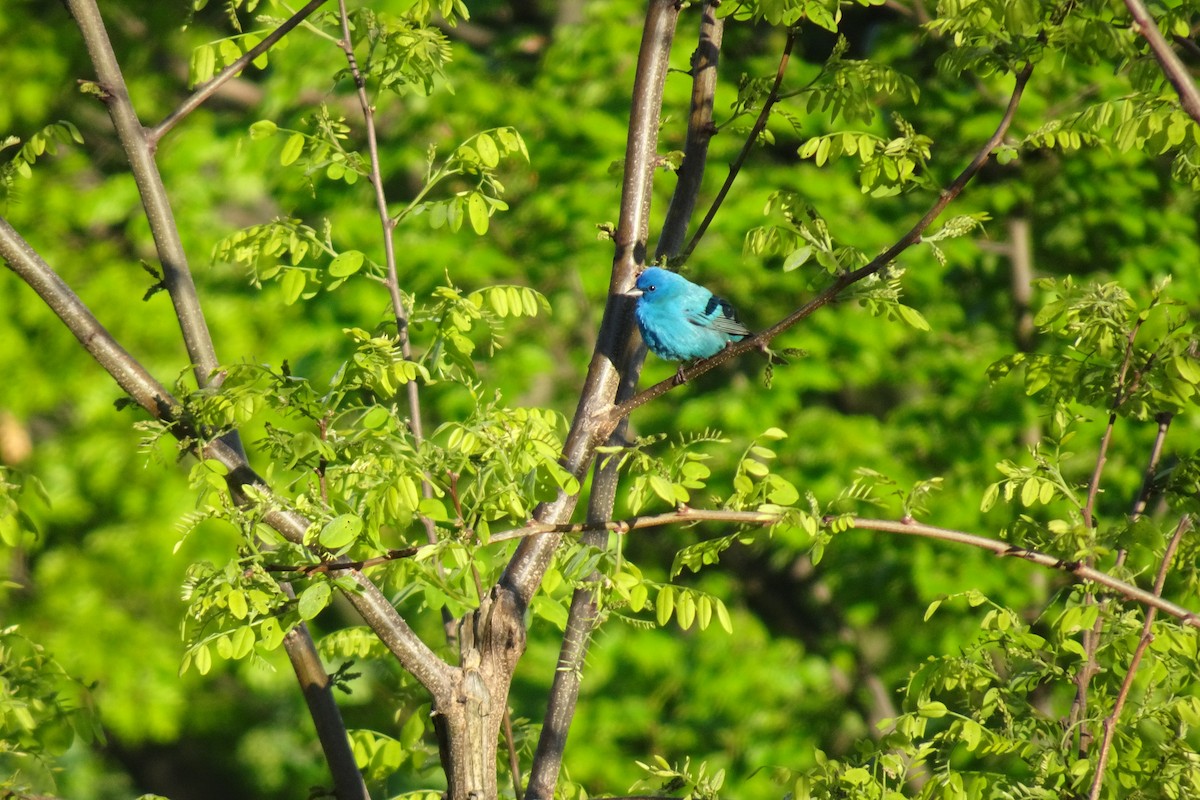 Indigo Bunting - ML644782836
