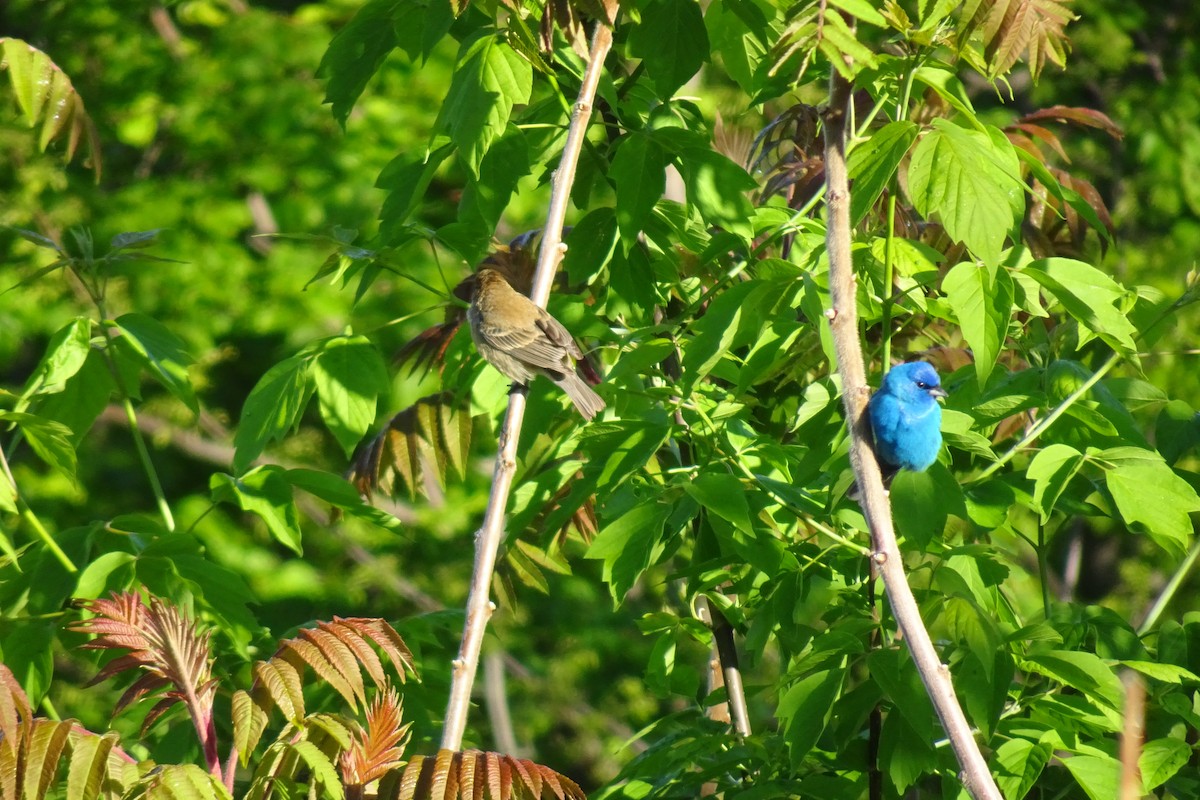Indigo Bunting - ML644782837