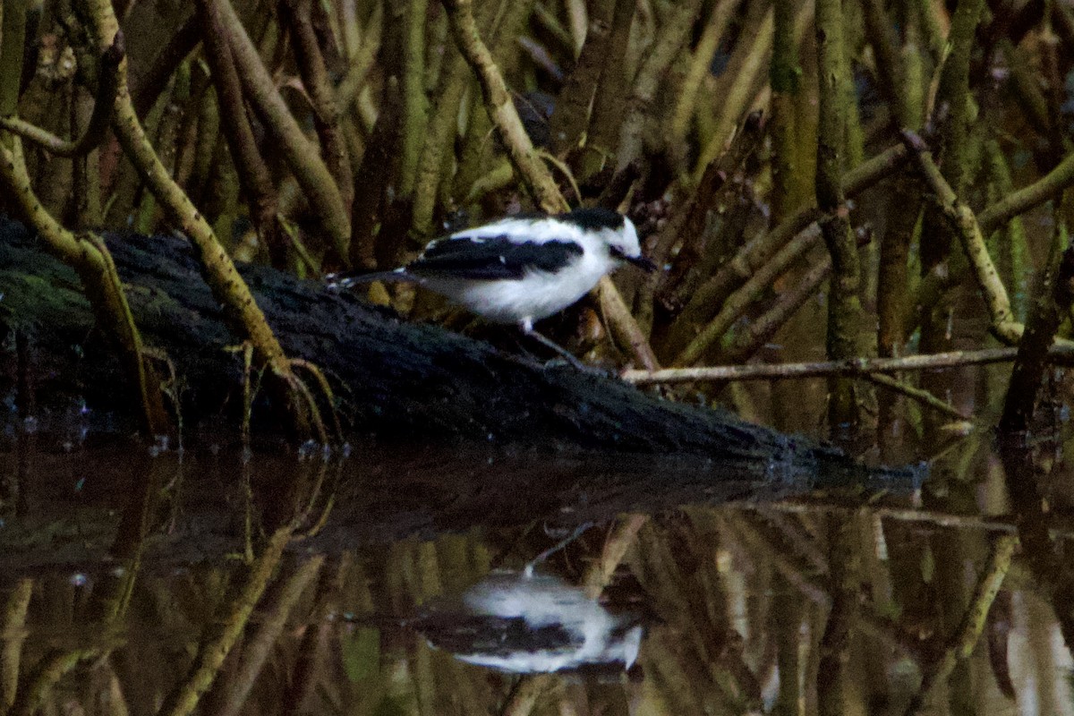 Pied Water-Tyrant - ML644782839