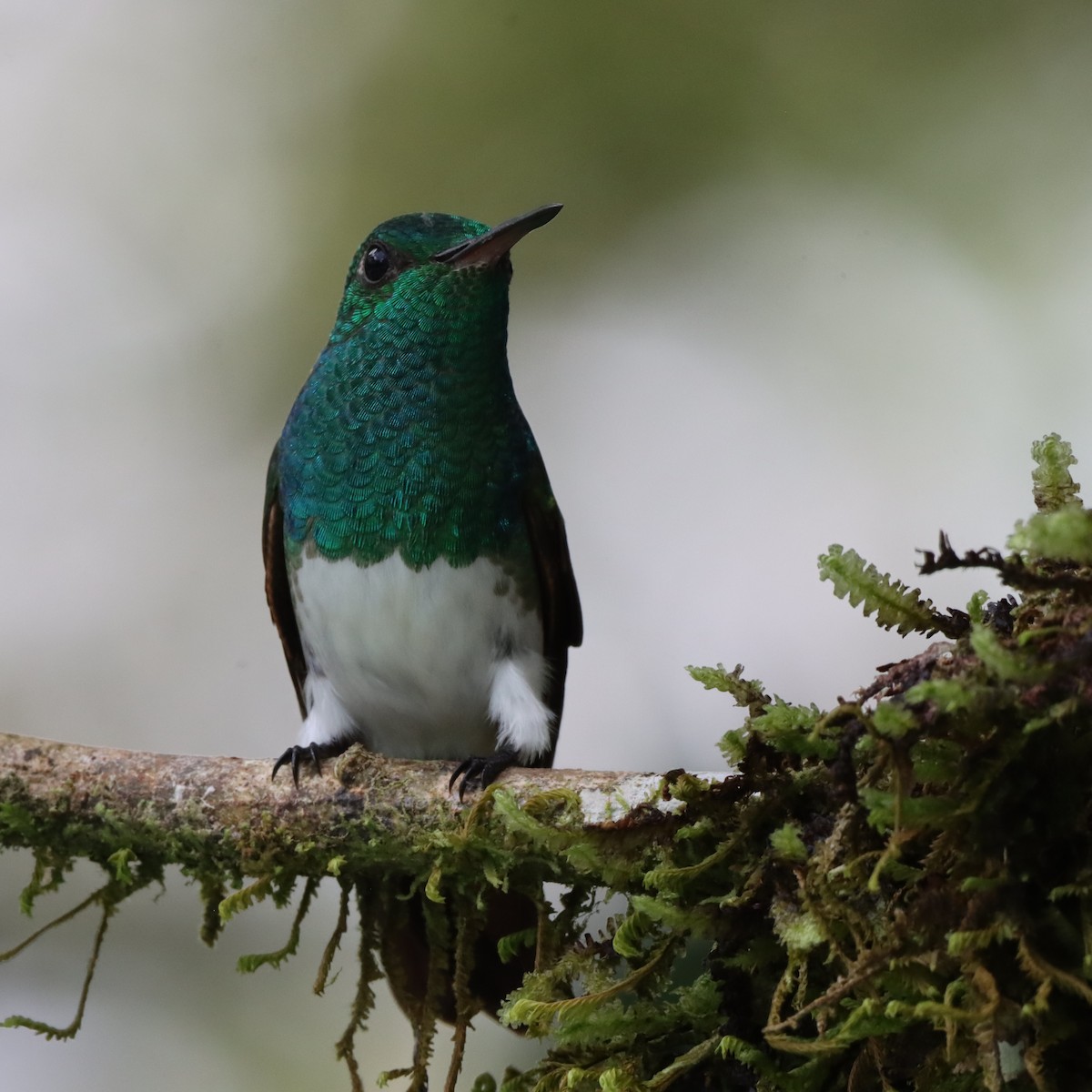 Snowy-bellied Hummingbird - ML644782841