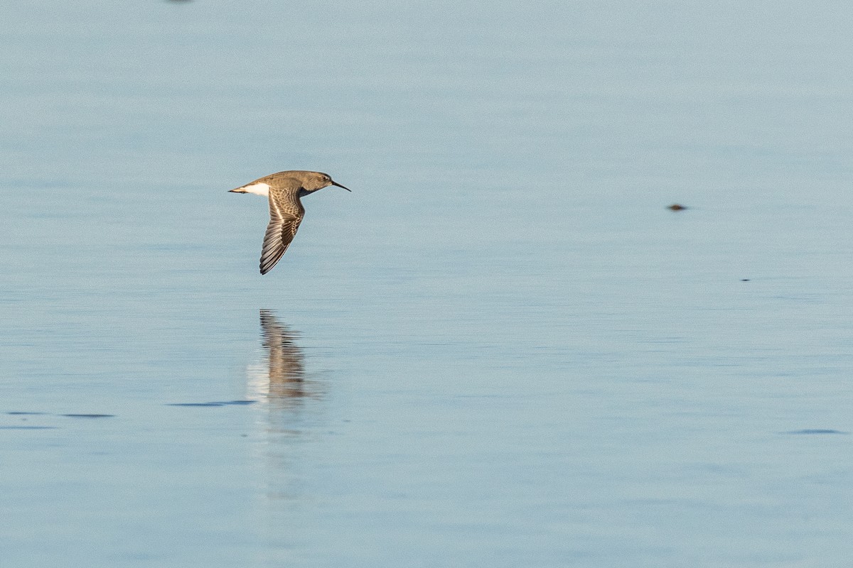 Хар элсэг - ML644782842