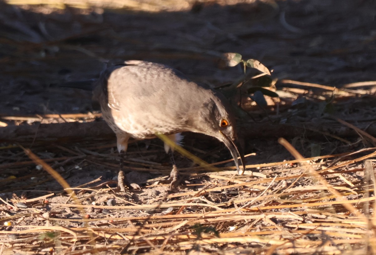 Curve-billed Thrasher - ML644782843